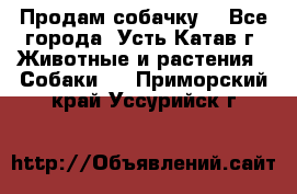 Продам собачку  - Все города, Усть-Катав г. Животные и растения » Собаки   . Приморский край,Уссурийск г.